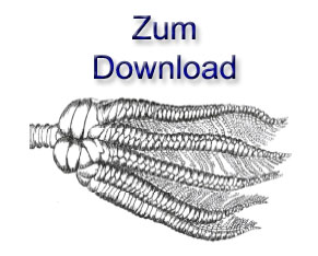 zum_download_seelienprojekt.jpg zum_download_seelienprojekt.jpg