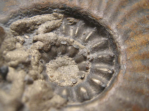 amaltheus_gibbosus.jpg amaltheus_gibbosus.jpg