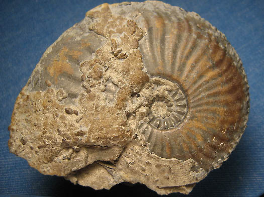 amaltheus_gibbosus2.jpg amaltheus_gibbosus2.jpg