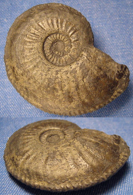 amaltheus_margaritatus_62mm.jpg amaltheus_margaritatus_62mm.jpg