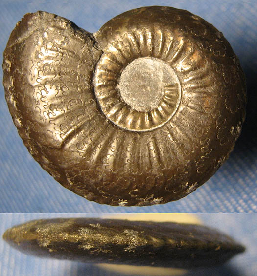 amaltheus_striatus_28mm.jpg amaltheus_striatus_28mm.jpg