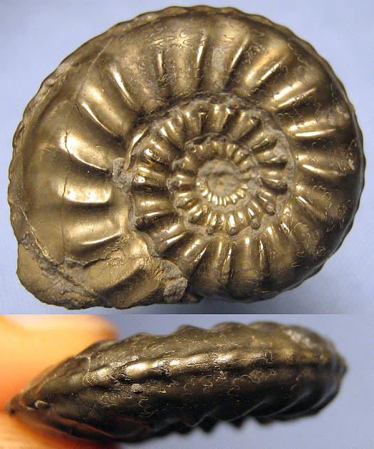 amaltheus_suedfrankreich_roquefort_simonsen.jpg amaltheus_suedfrankreich_roquefort_simonsen.jpg