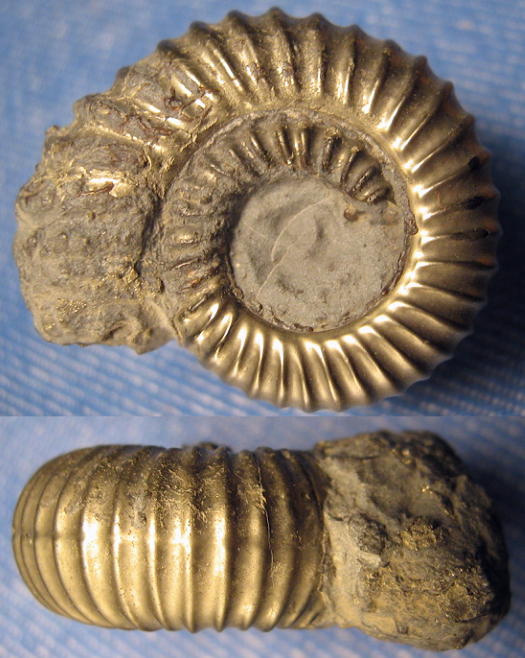reynesoceras_25mm.jpg reynesoceras_25mm.jpg