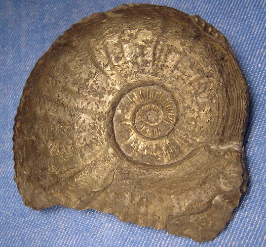 roquefort_soenke_amaltheus_margaritatus.jpg roquefort_soenke_amaltheus_margaritatus.jpg