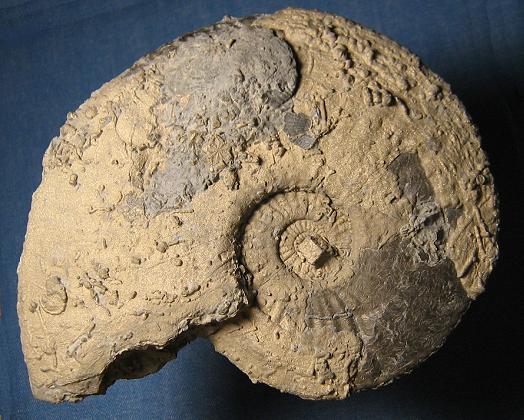 roquefort_soenke_amaltheus_margaritatus1.JPG roquefort_soenke_amaltheus_margaritatus1.JPG