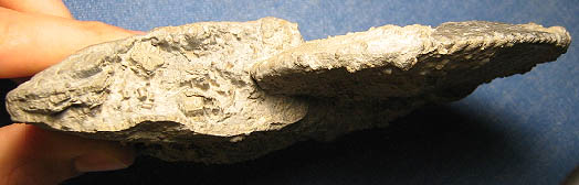 roquefort_soenke_amaltheus_margaritatus2.JPG roquefort_soenke_amaltheus_margaritatus2.JPG