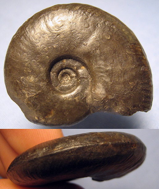 soenke_cf_juraphyllites.jpg soenke_cf_juraphyllites.jpg