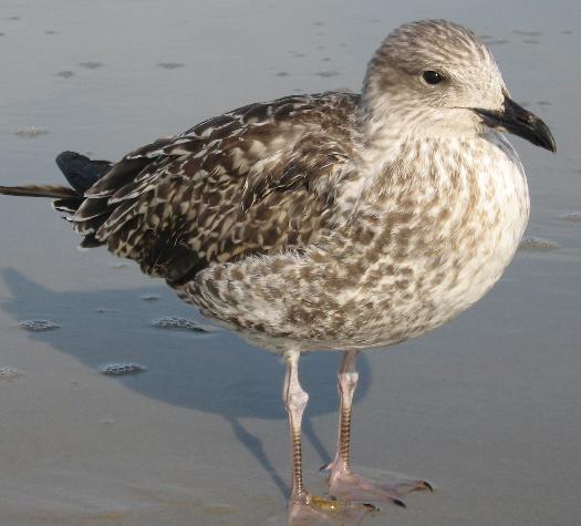 amrum15.JPG amrum15.JPG