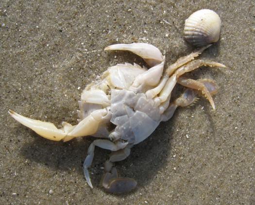 amrum2.JPG amrum2.JPG