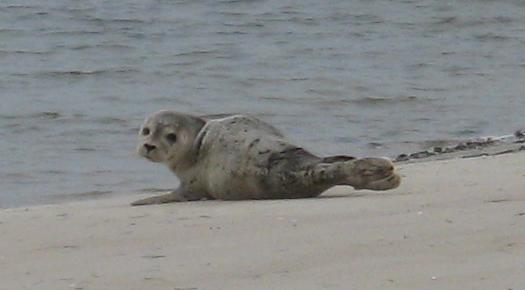 amrum6.JPG amrum6.JPG