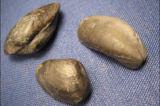 diebrock10_muscheln.jpg diebrock10_muscheln.jpg