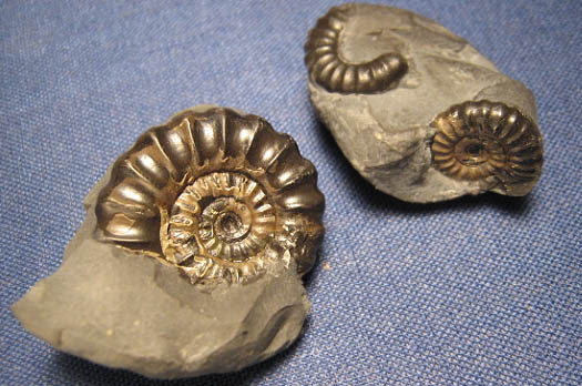 diebrock8_promicroceras_planicosta.jpg diebrock8_promicroceras_planicosta.jpg