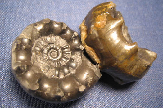 diebrock9_xipheroceras.jpg diebrock9_xipheroceras.jpg