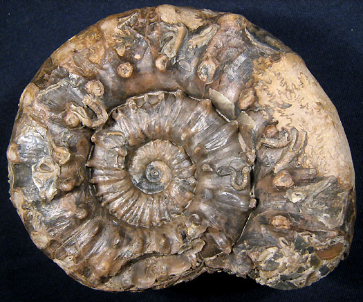 euaspidoceras2.jpg euaspidoceras2.jpg
