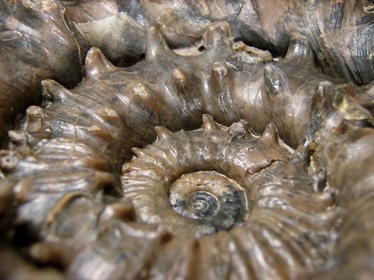 euaspidoceras3.jpg euaspidoceras3.jpg