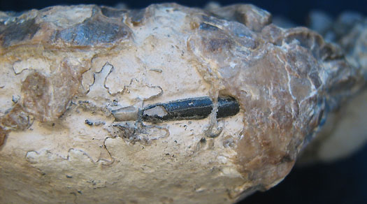 euaspidoceras4_siphon_detail.jpg euaspidoceras4_siphon_detail.jpg