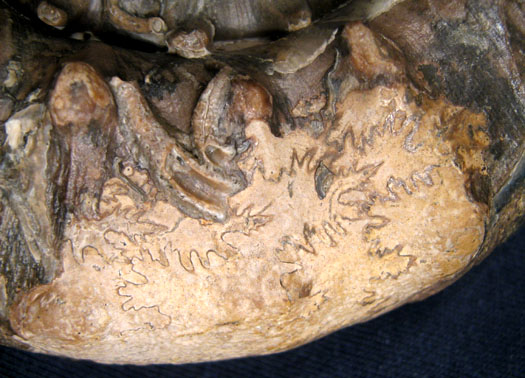euaspidoceras_lobenlinie.jpg euaspidoceras_lobenlinie.jpg