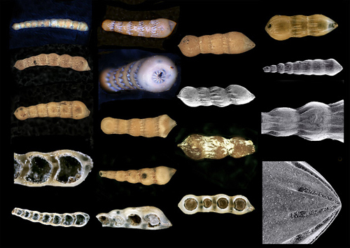 nodosaria_intermittens_sternberg.jpg nodosaria_intermittens_sternberg.jpg