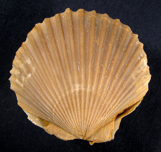 pseudopecten_equivalvis.jpg pseudopecten_equivalvis.jpg