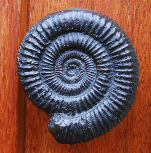 dactylioceras_tuergriff_jo_buijs.jpg dactylioceras_tuergriff_jo_buijs.jpg