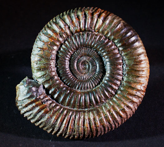 jo_buijs_dactylioceras.jpg jo_buijs_dactylioceras.jpg