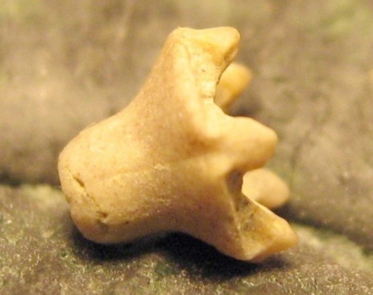 eugeniacrinites_cariophyllites1.jpg eugeniacrinites_cariophyllites1.jpg