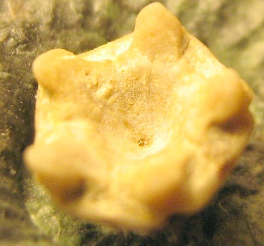 eugeniacrinites_cariophyllites2.jpg eugeniacrinites_cariophyllites2.jpg