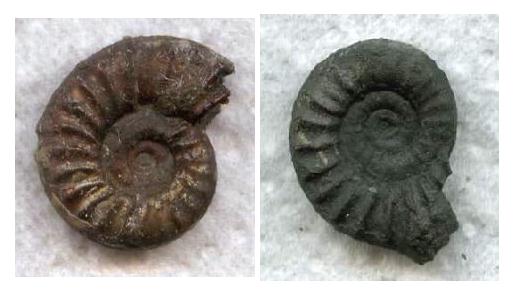 Arnioceras_semicostatum.jpg Arnioceras_semicostatum.jpg