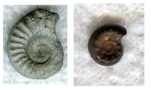 AsemiSchaleundJuvenil.jpg AsemiSchaleundJuvenil.jpg