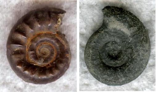 Eresupinatumund_Amiserabile.jpg Eresupinatumund_Amiserabile.jpg