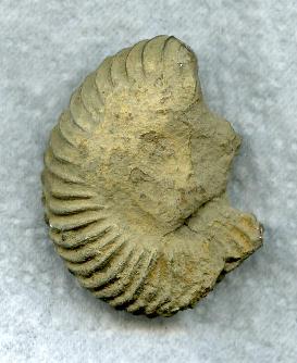 Saxoceras_sp..jpg Saxoceras_sp..jpg