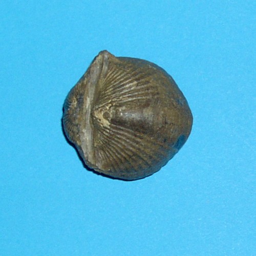 Eifel___Spinocyrtia_ostiolata_2.jpg Eifel___Spinocyrtia_ostiolata_2.jpg