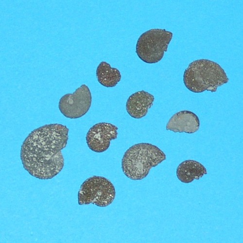 Carniol___Aconereas_nisus.jpg Carniol___Aconereas_nisus.jpg