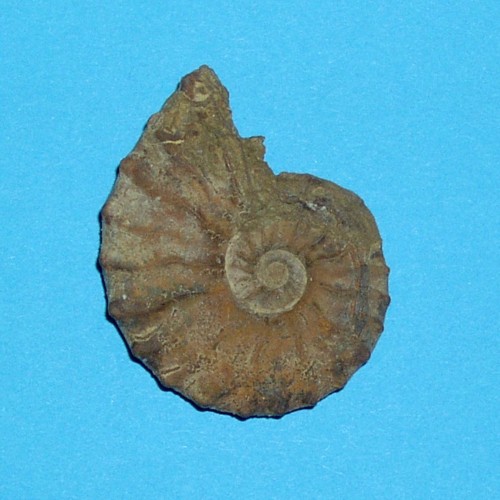 Gargasium___Dufrenoyia_dufrenoi.jpg Gargasium___Dufrenoyia_dufrenoi.jpg