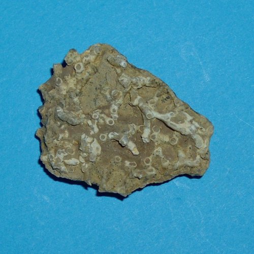 Aulopora_serpens___Schlade.jpg Aulopora_serpens___Schlade.jpg