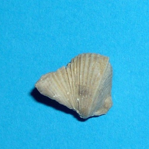 Conocardium_clathratum___Schlade.jpg Conocardium_clathratum___Schlade.jpg