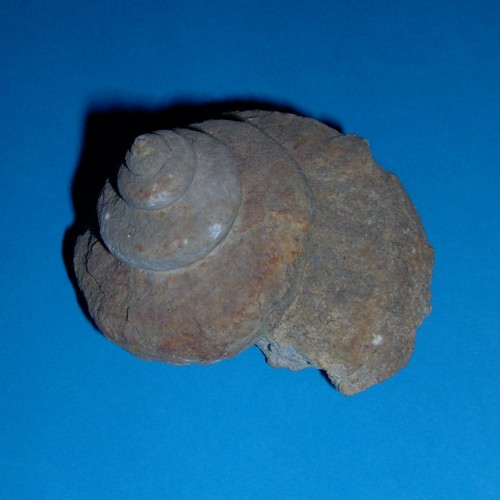 Dornap___Euryzone_delphinuloides_2___500.jpg Dornap___Euryzone_delphinuloides_2___500.jpg
