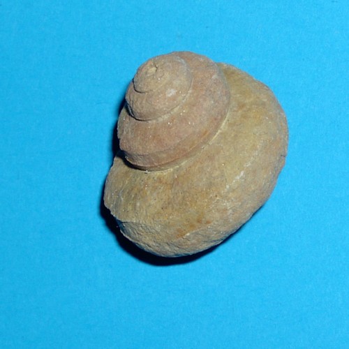 Dornap___Euryzone_delphinuloides___500.jpg Dornap___Euryzone_delphinuloides___500.jpg