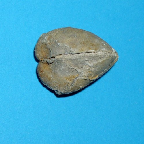 Megalodon_cullucatus___Schlade.jpg Megalodon_cullucatus___Schlade.jpg