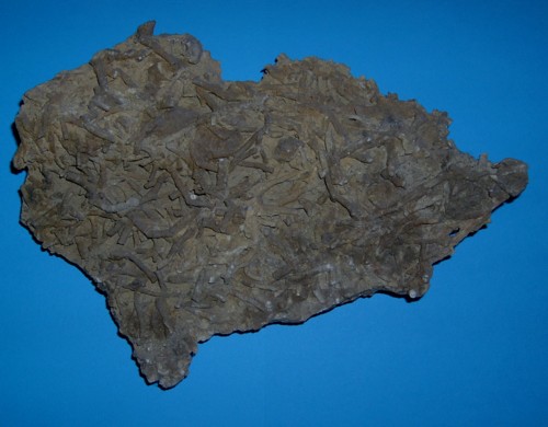 Schlade___Amphipora_ramosa___500.jpg Schlade___Amphipora_ramosa___500.jpg