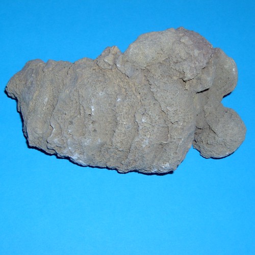 Schlade___Stromatopore___500.jpg Schlade___Stromatopore___500.jpg