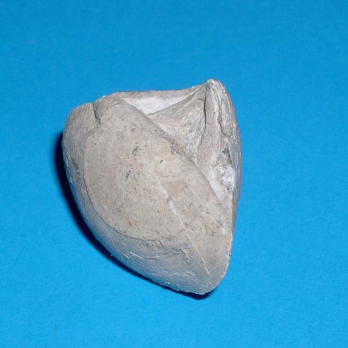 Stringocephalus_burtini___Schlade.jpg Stringocephalus_burtini___Schlade.jpg