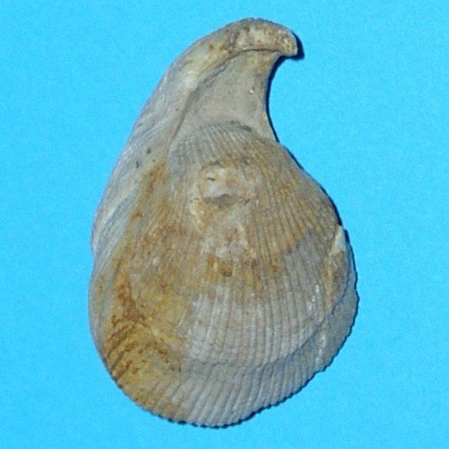 Uncites_gryphus___Schlade.jpg Uncites_gryphus___Schlade.jpg