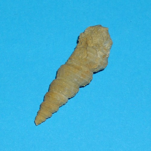 dornap___murchisonia_archiaci_var_quadricincta___500.jpg dornap___murchisonia_archiaci_var_quadricincta___500.jpg