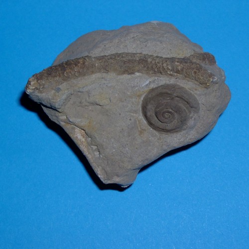 herrenstrunden___straparollus_labadeyi_mit_thamnopora___500.jpg herrenstrunden___straparollus_labadeyi_mit_thamnopora___500.jpg