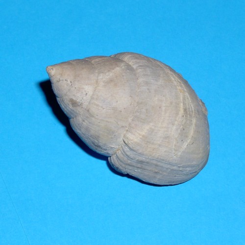 schlade___bensbergia_arculata___500.jpg schlade___bensbergia_arculata___500.jpg