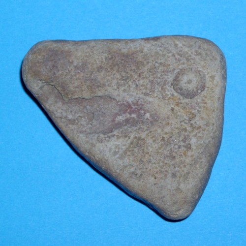 Crinoidenstielglied - 500_1.jpg Crinoidenstielglied - 500_1.jpg