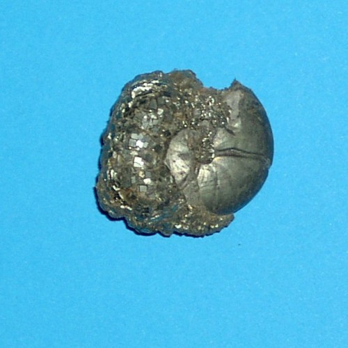SvL___Cox___cheiloceras_pyritknolle.jpg SvL___Cox___cheiloceras_pyritknolle.jpg