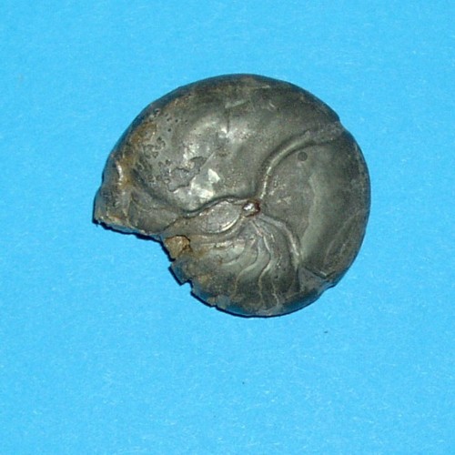 SvL___Cox___cheiloceras_verneuili.jpg SvL___Cox___cheiloceras_verneuili.jpg