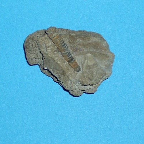 SvL___Cox___nautiloide_1.jpg SvL___Cox___nautiloide_1.jpg